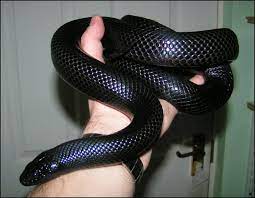 Meet Nacho The Mexican Black King Snake Mexican Black Kingsnake Snake Reptile Snakes