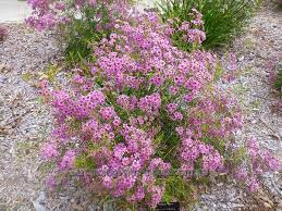 Chamelaucium Flower Care Best Flower Wallpaper