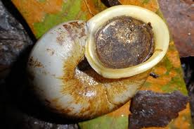 Image result for Cyclosorus molundensis