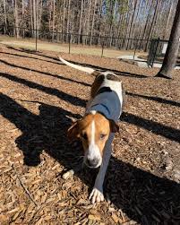 Berkeley Animal Center added a...