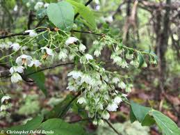 Image result for Vaccinium stanleyi