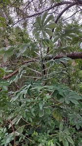 Image result for Cecropia pachystachya