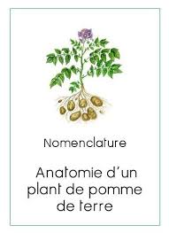 Nomenclature Anatomie D Un Plant De Pomme De Terre Nomenclature Pomme De Terre Lecon De Choses