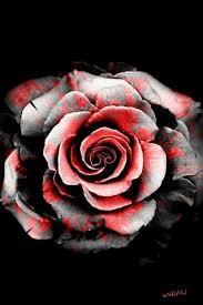 Black White Red Rose White Rose Tattoos Black Rose Tattoos Purple Rose Tattoos