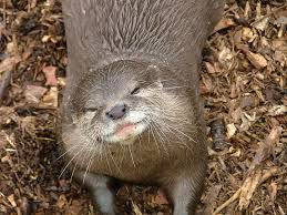 Otter A Guide To Irelands Protected Habitats Species