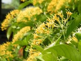 Image result for Tarenna leonardii