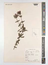 Image result for Rhodopentas