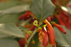 Image result for Halleria lucida