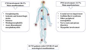 Image result for Peripheral Nervous System