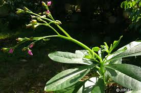 Image result for Talinum fruticosum