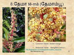 Flower names that start with the letter a. 99 Tamil Flowers Kurunji Paatu Flowers 1 10 à®•à®± à®• à®¨ à®± à®•