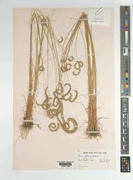 Image result for Ctenium