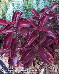 Image result for Kalanchoe sexangularis