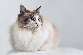 All animals are unique and have their own personalities. Ragdoll Cat Personality Temperament And Lifespan Petplan