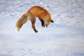 Hungry Fix Gets Stuck Leaping Into The Snow To Catch A Vole Fox Jumping Fox Animals