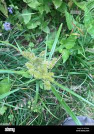 Image result for Cyperus cyperoides