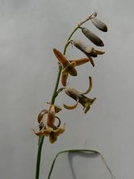 Image result for Dipcadi marlothii