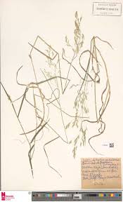 Image result for Cheilanthes angustifrondosa