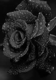 Unusual Black Rose Blumen Hintergrund Iphone Schwarze Blumen Zufallige Bilder