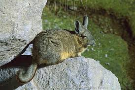 Image result for viscacha