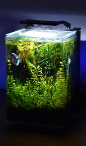 Get your betta tank design off to a good start with an aquarium kit full of all the essentials to keep your new pet fish. 5 Gallon Planted Betta Tank Bee Loves Exploring His Little Jungle Home Plantedtank