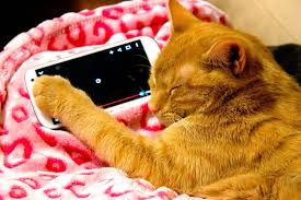 Cat Sleeping On Smart Phone Cat Sleeping Cats Sleep