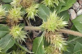 Image result for Alternanthera pungens