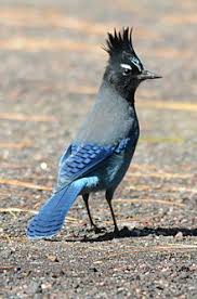 Image result for punk bird