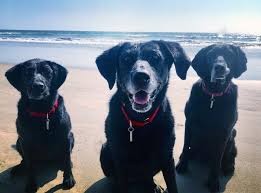 If after reviewing the alternative resources, you determine that surrendering your pet to mcacc is the best decision for you, there is a $75 surrender fee per pet, which is collected at the time of your appointment. Surrendered Pets Are Another Sad Part Of Pandemic But There Is Hope