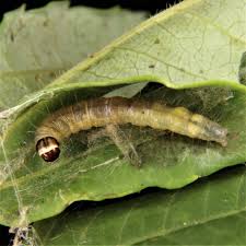 Image result for Archips rosanus