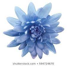 Blue Flower Chrysanthemum Garden Flower White Isolated Background With Clipping Path Closeup No Shadows Natur Flowers Turquoise Flowers Flower Garden