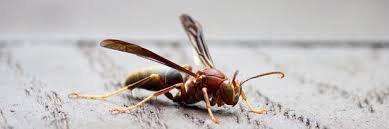 While caulk will usually become dry to the touch within several minutes to an hour after application, that doesn't mean it's cured and completely waterproof. Pest Control Services Pest Infests Saint Petersburg Fl