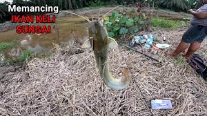 Mancing ikan keli,umpan terbaik,di lokasi lampanggan terbang tanjung labuh senggarang batu pahat johor, cara pancing ikan. Memancing Ikan Keli Sungai Ikan Lele Sungai Youtube