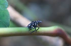 A beetle is a small round bug with a hard shell. Did You Spot That Bug Now Smash It Marylanders Encouraged To Watch Out For Spotted Invasive Species Wtop