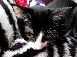 You see, cats weren't originally designed and built to live among humans. Prednisolone For Cats With Asthma What It Is And How To Use It Asthma Cats