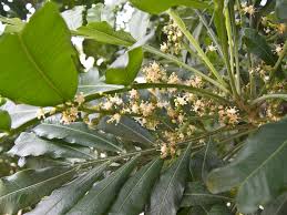 Image result for Filicium decipiens