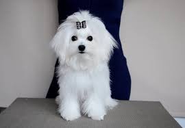 Male akc maltese puppy named 'rollo' for sale in san diego, california! Maltese Puppies Pet Store Kyiv Ukraine 42 Photos Facebook