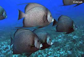 Image result for Angraecopsis gracillima