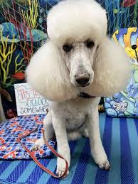 Pet Bath and Beyond added a new photo.