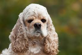 Image result for americký kokršpaněl