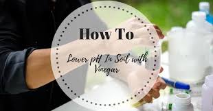 Hair has an ideal ph level of between 4 and 5, but because acv has a high acidity, it follows that it could help maintain the ph balance, thus. How To Lower Ph In Soil With Vinegar The Rex Garden