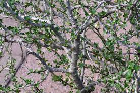 Image result for Jatropha campestris