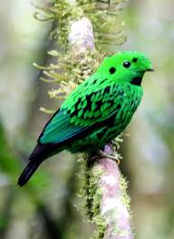 Small Birds With White Heads Whitehead S Broadbill It Is Restricted To Montane Forest In Northern Borneo Beautiful Birds Most Beautiful Birds Pretty Birds