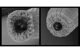 Nematodes, flatworms, anchor worms and other worm parasites of freshwater fish by neale monks now they have clear poop, they are still eating normally and not all of them have it. Five Faces One Worm Scientists Uncover Genetic Oddity Csmonitor Com