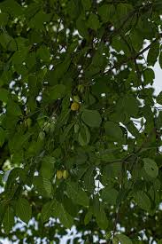 Image result for Berchemia discolor