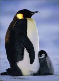 Welcome to the home of the flex! Penguin Mom And Baby Google Da Ara Baby Penguins Penguins Penguin Pictures