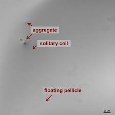 Vælg mellem et stort udvalg af lignende scener. Bacterial Survival In Microscopic Surface Wetness Elife