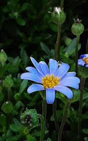 Image result for Felicia muricata