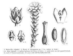 Image result for Penaeaceae