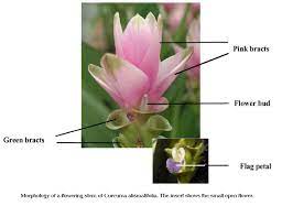 Curcuma Siam Tulip Morphology Of A Flowering Stem Of Curcuma Alismatifolia The Insert Shows The Small Open Flower Th Planting Tulips Open Flower Flower Bud
